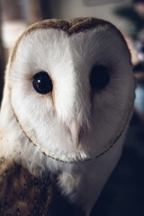 barn owl
