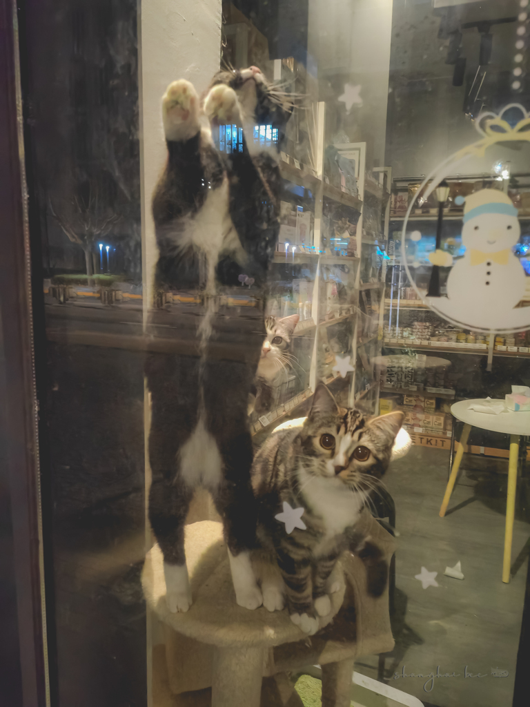 pet shop cats 01