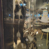pet shop cats 01