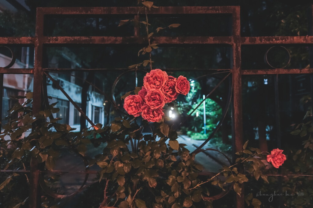 elegant roadside roses