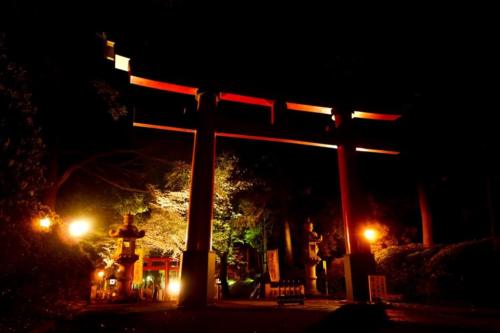 torii and cherry blossoms