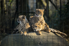 cheetah kids