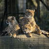 cheetah kids