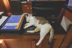 phi phi cat 07