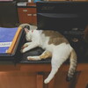 phi phi cat 07