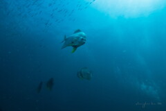 underwater world 04