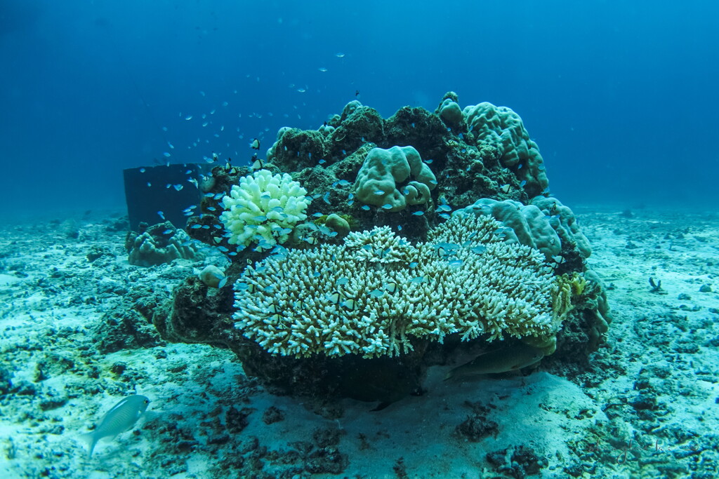 coral's home