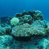 coral's home