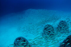 large school of selar boops 02