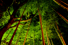 the shining bamboo forest