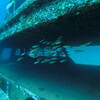 wreck diving 01