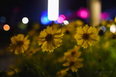 night flowers 01
