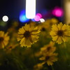 night flowers 01