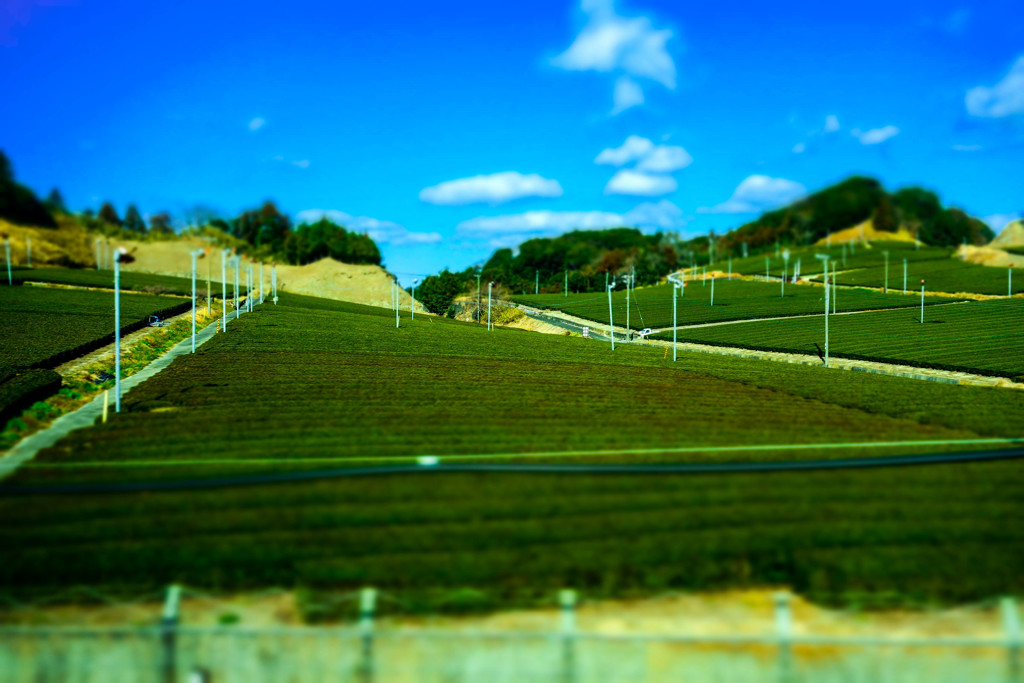 tea plantation