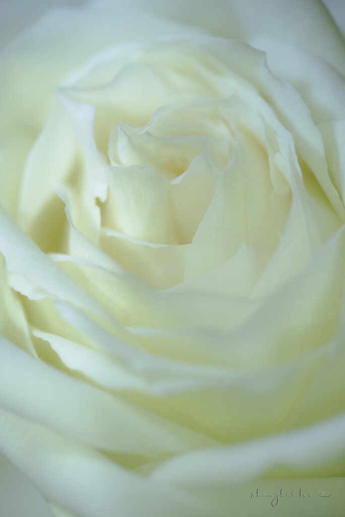 white rose