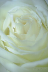 white rose