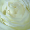 white rose