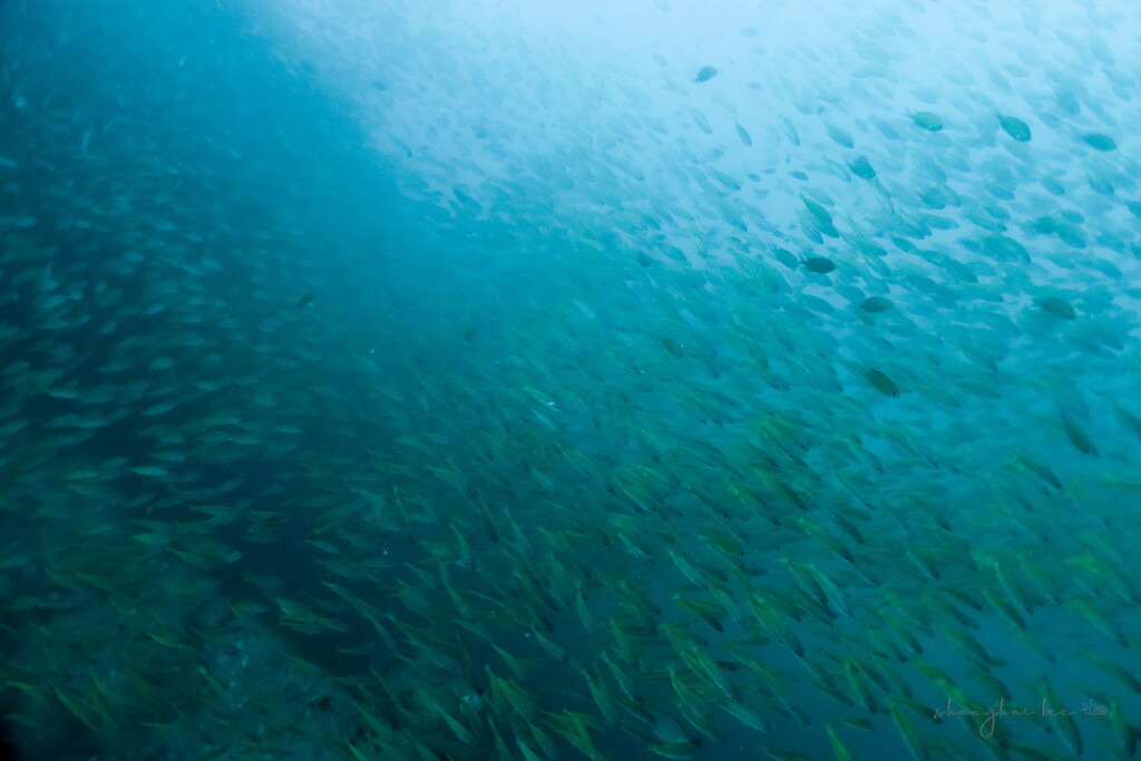 brownstripe red snapper