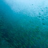 brownstripe red snapper
