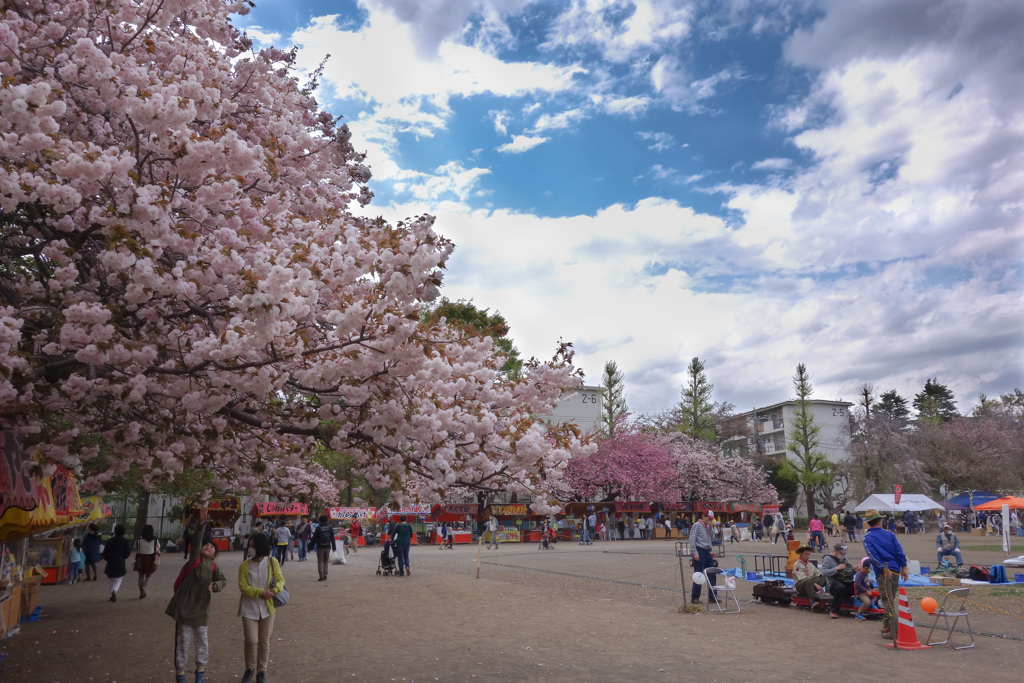 sakura festival