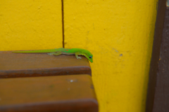 gold dust day gecko