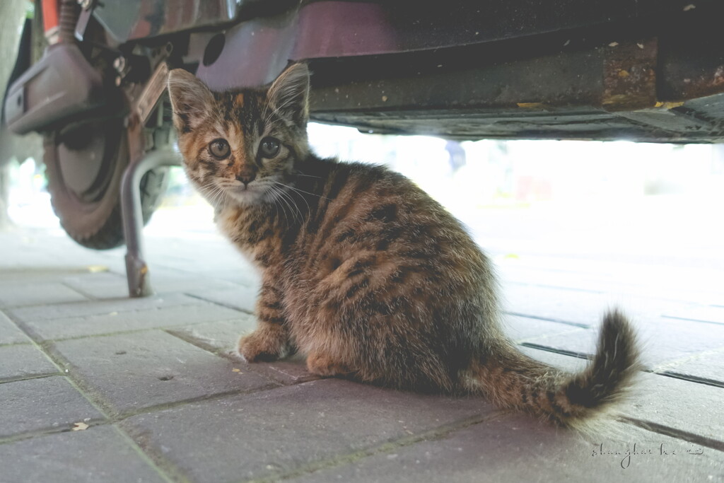greengrocer's kitten