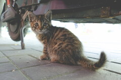 greengrocer's kitten