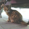 greengrocer's kitten