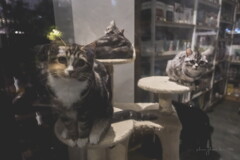 pet shop cats 02