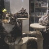 pet shop cats 02