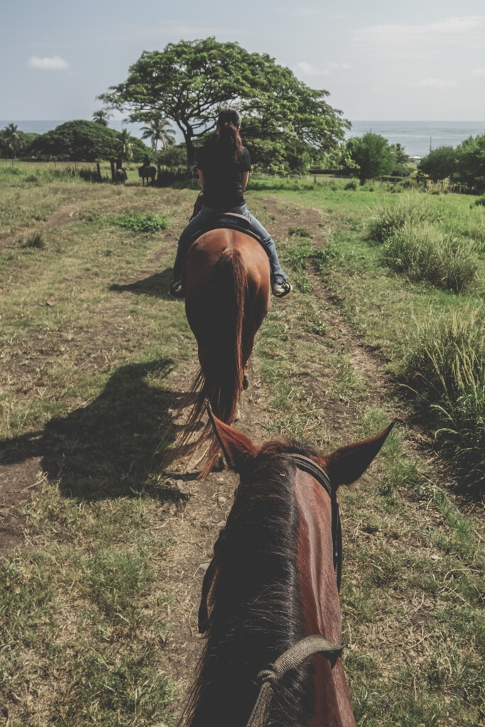 the Year of the horse