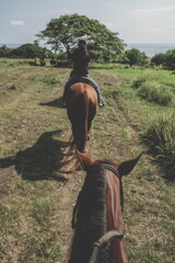 the Year of the horse