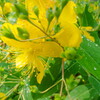 chinese hypericum