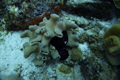common egg cowrie