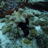 common egg cowrie
