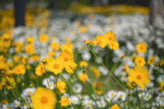 season of full bloom