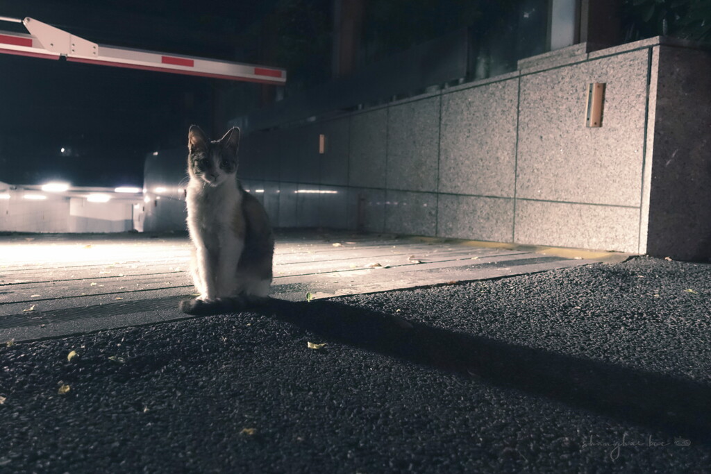 shanghai lockdown ~ last photo