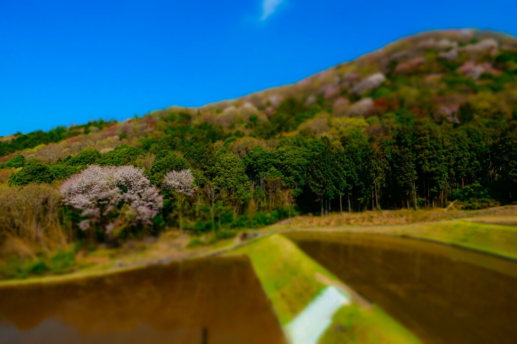 sakuragawa in spring03