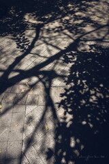 lockdown scenery~shadow tree