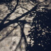lockdown scenery~shadow tree