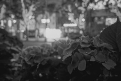 shanghai street photo 02