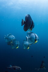 swallowtail fish