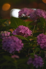 night flowers 02