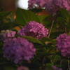 night flowers 02