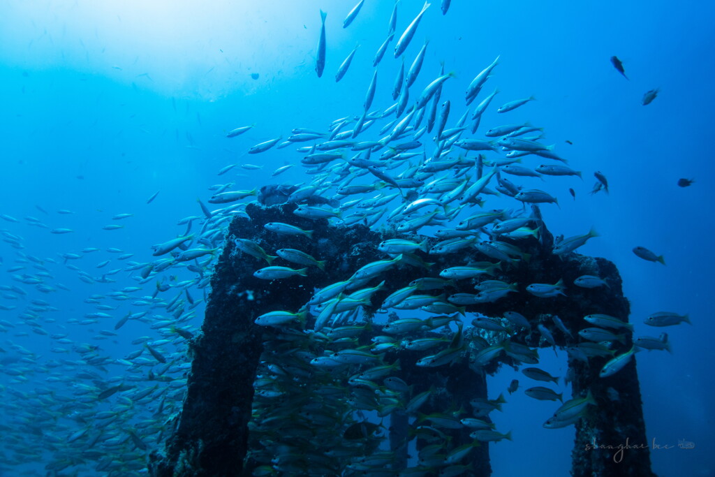 bigeye snapper