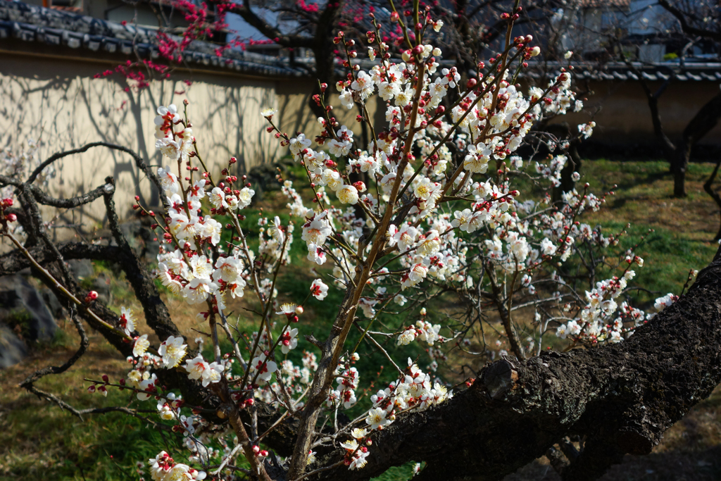 yaho plum garden 1
