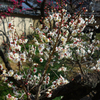 yaho plum garden 1