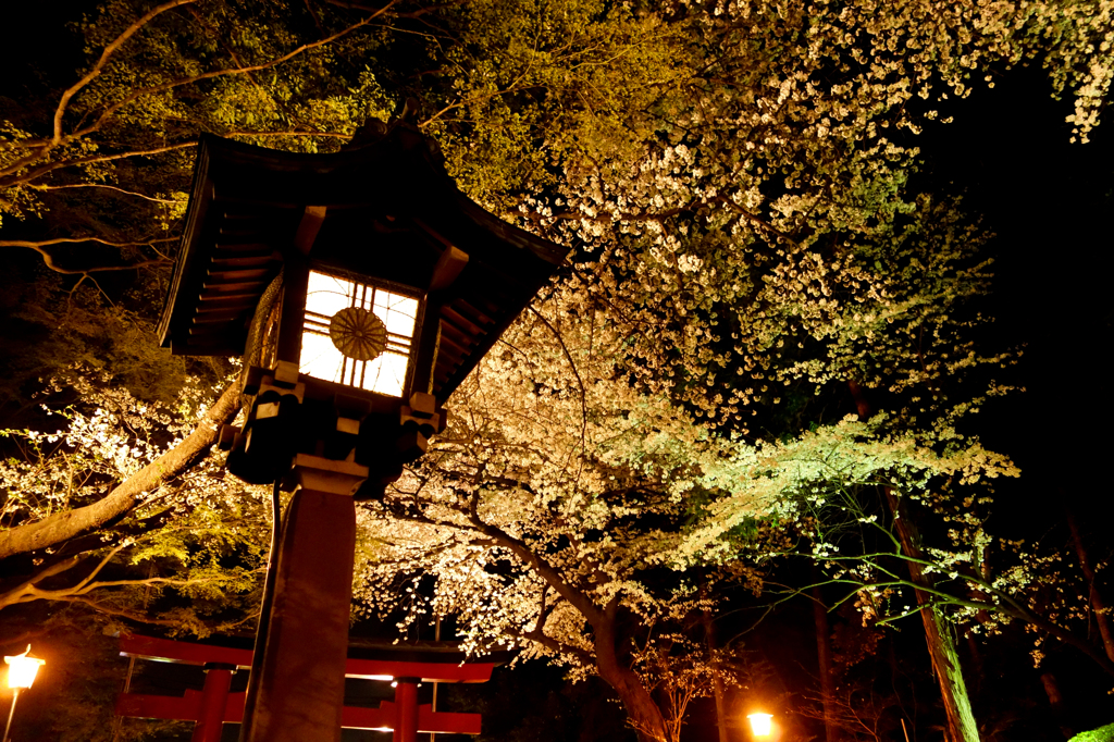 stone lantern and cherry blossoms