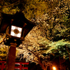 stone lantern and cherry blossoms