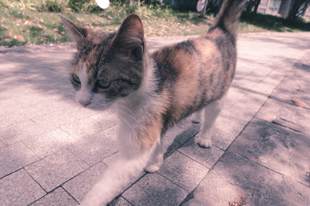 shanghai lockdown ~ walking